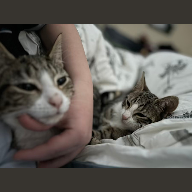 Photo of Alex   4 Month Old Domestic Short Hair