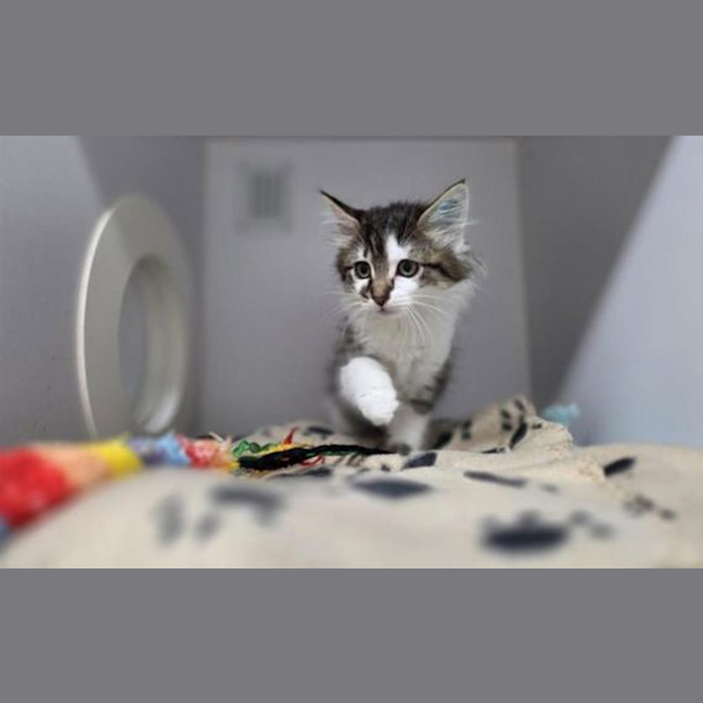 Photo of Kiwi