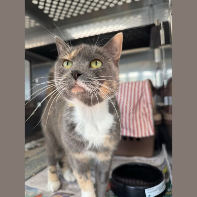 Photo of Marmalade