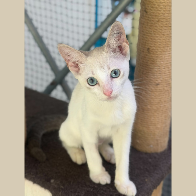 Photo of Marshmallow