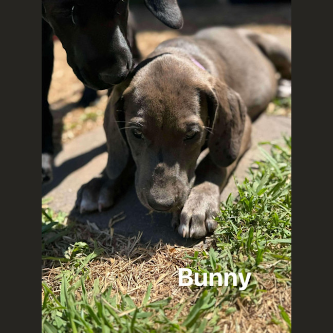 Photo of Bunny