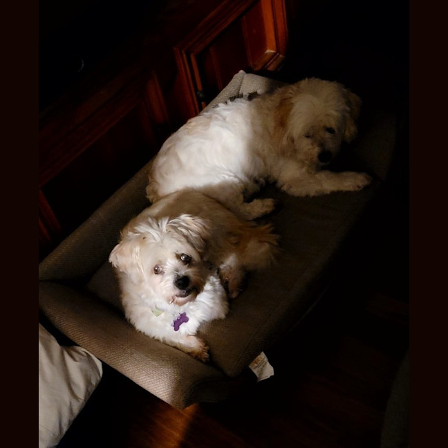 Photo of Rolly   8 Year Old Maltese X