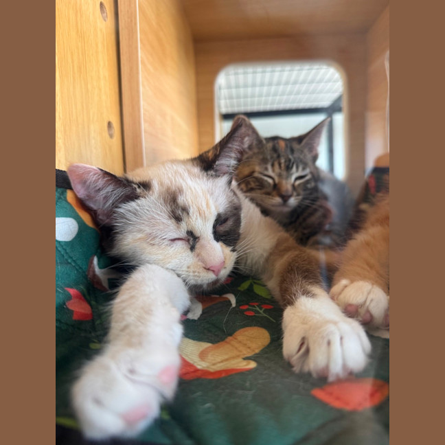 Photo of Dairy Queen