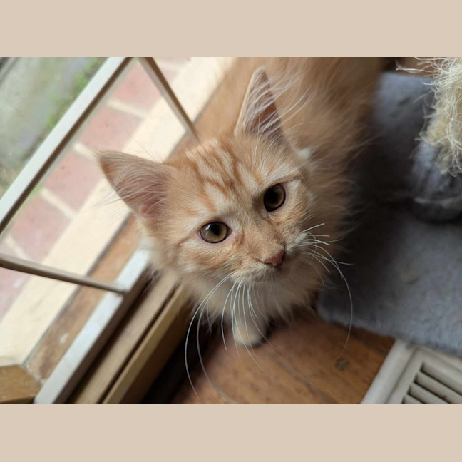 Photo of Fred Flintstone 