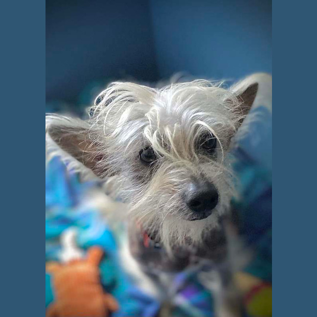 Photo of Stitch