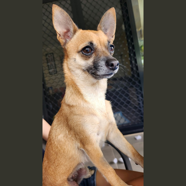 Photo of Gracie 