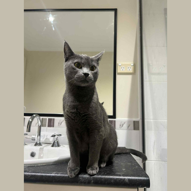 Photo of Forky   Located In Ashburton