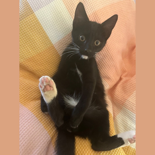 Photo of Kismet (Keith)