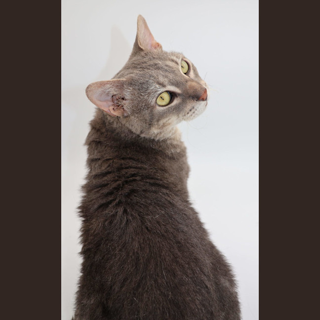 Photo of Gibson Now At Pet Quarters Tuggerah