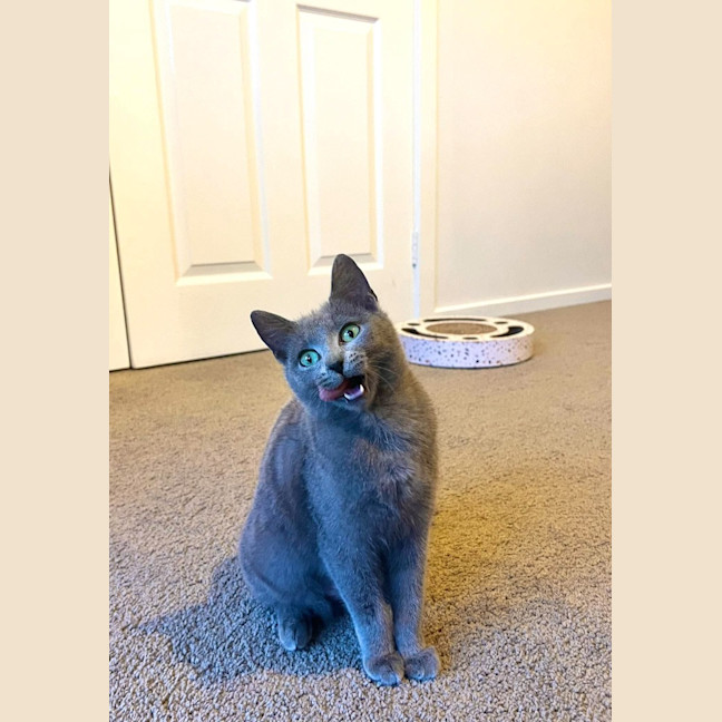 Photo of Gracie