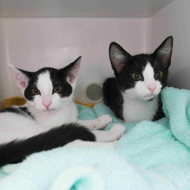 Photo of Lime Suk013423 & Tangelo Suk013425