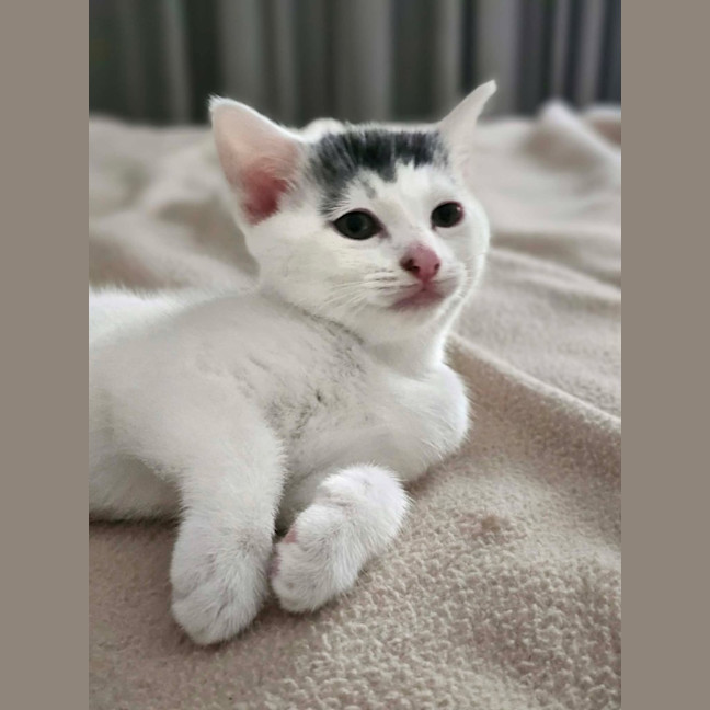 Photo of Indy 