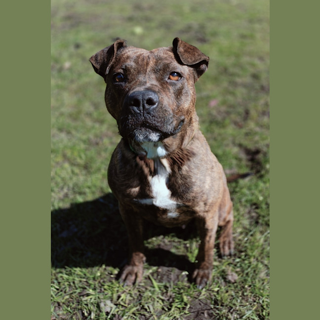 Photo of Shadow
