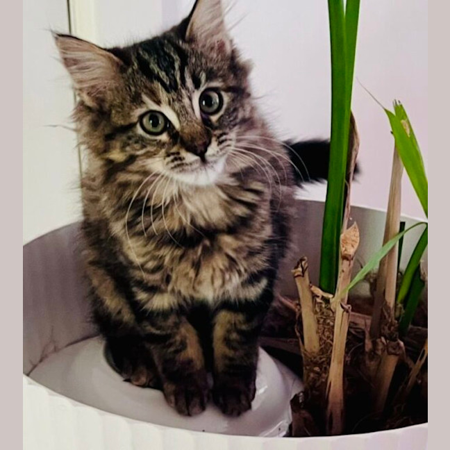 Photo of Jaffa
