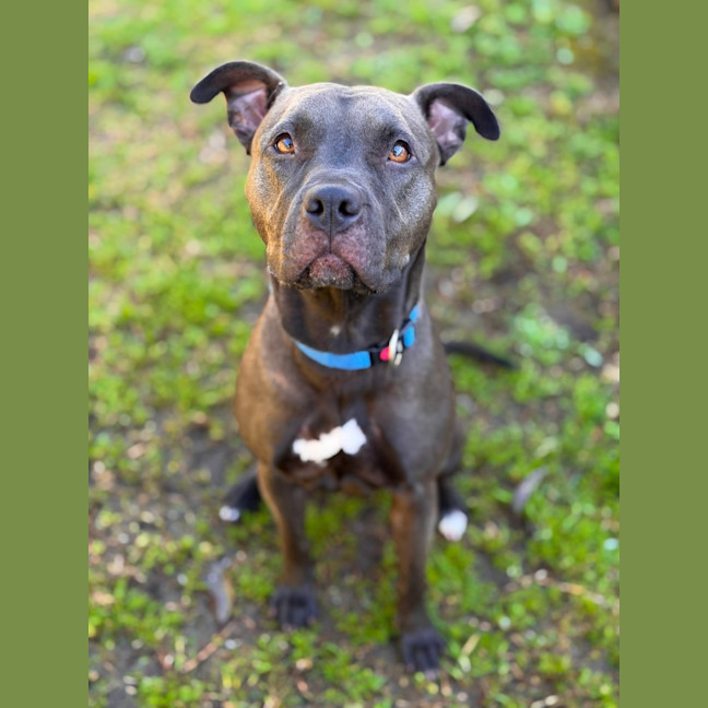 Photo of Bindi 