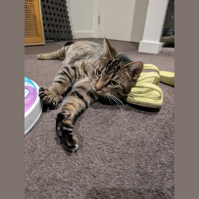 Photo of Wally *9 Lives Project Rescue*