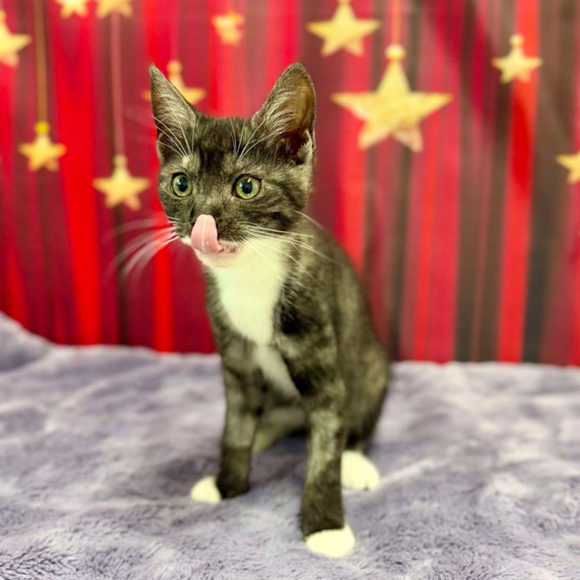 Photo of Feyre   Located In Kew