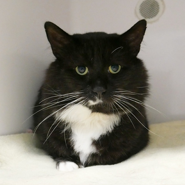 Photo of Sylvester Sta014375