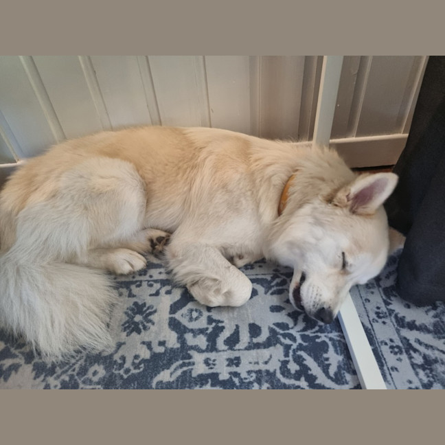 Photo of Snowball   2 Year Old Husky