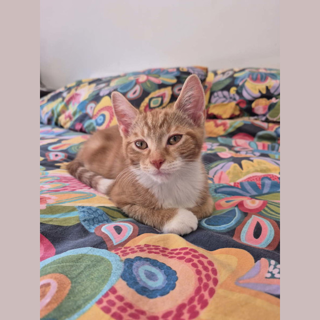 Photo of Cannoli