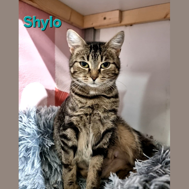 Photo of Shylo