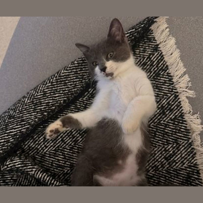 Photo of Melon