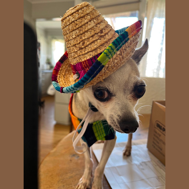 Photo of Taco 