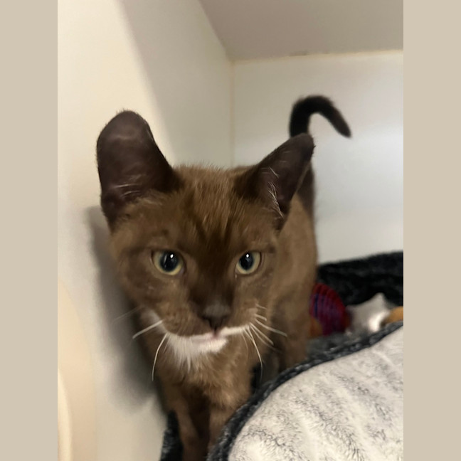 Photo of Bandit