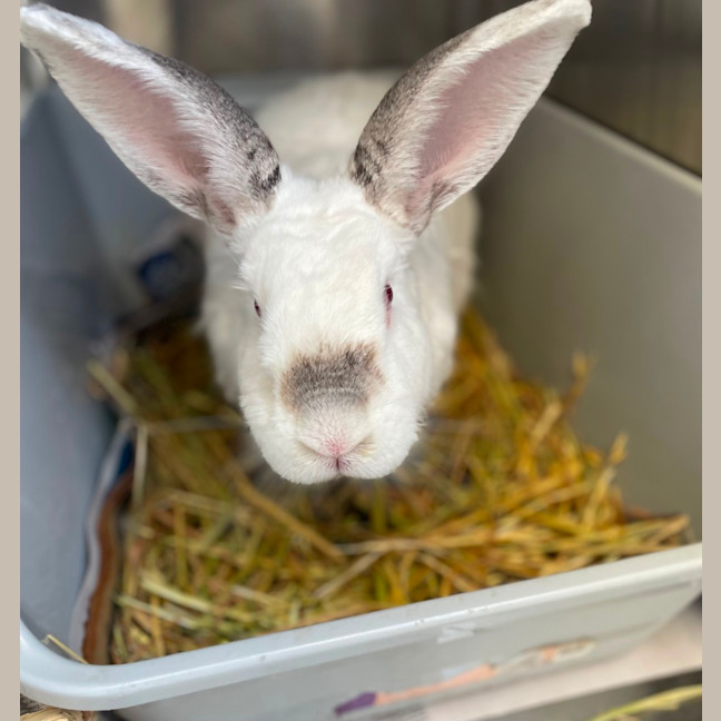 Photo of Snowy & Charlie