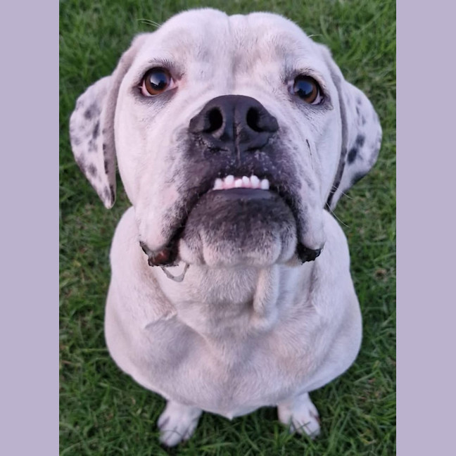 Photo of Puck