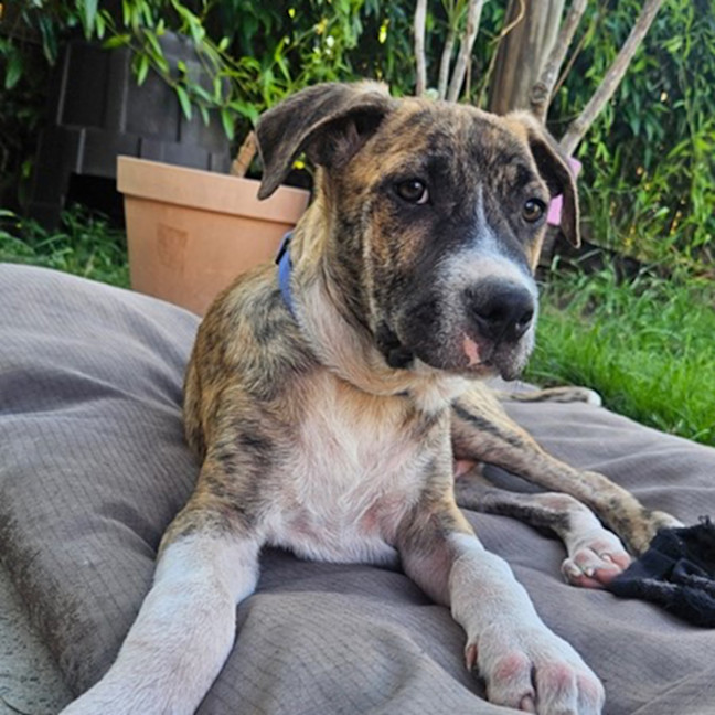 Photo of Bernard *$350 Adoption Fee*