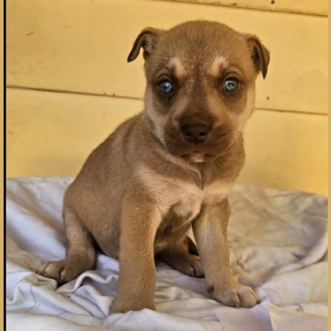 Photo of Diesel