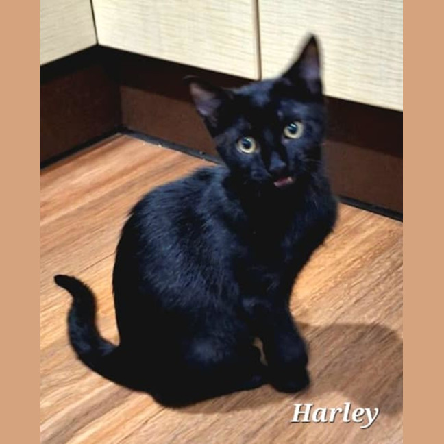 Photo of Harley