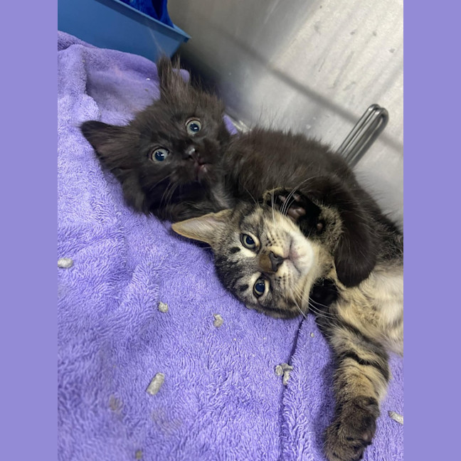 Photo of Oliver   Located In Kew