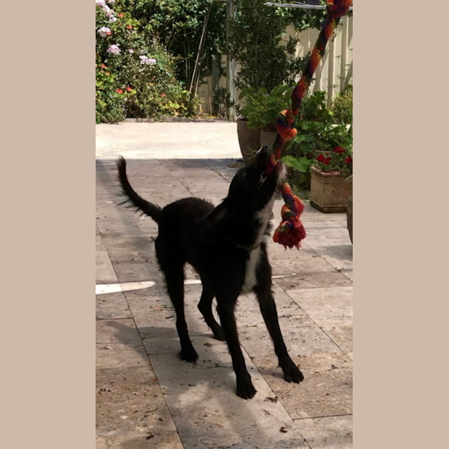 Photo of Zeus   21 Month Old Wolfhound X