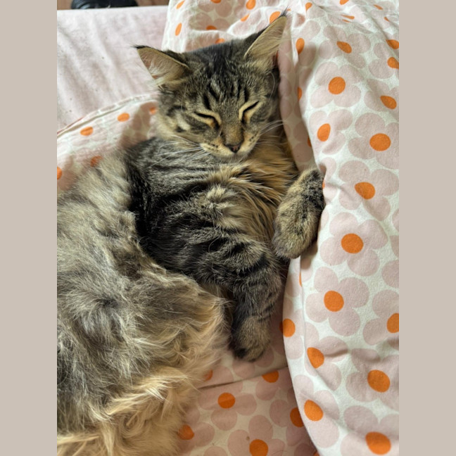 Photo of Benji