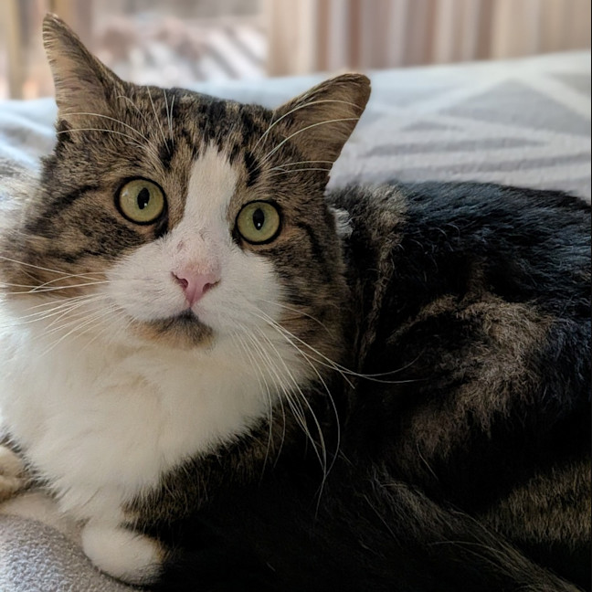 Photo of Cosmo