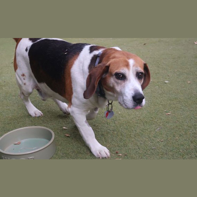 Photo of Buddy