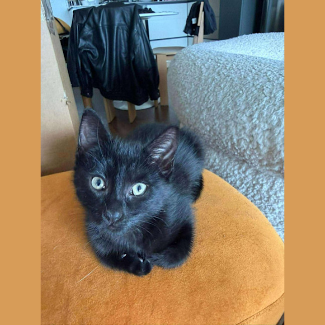 Photo of Koa