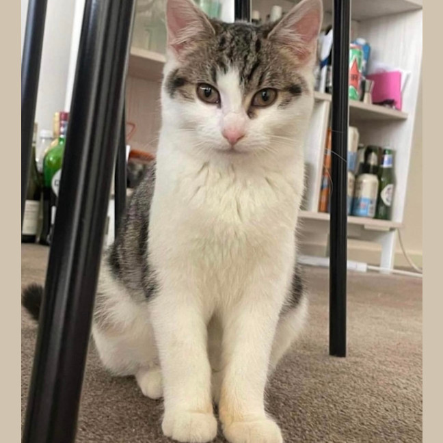 Photo of 🩷 Hattie 🩷