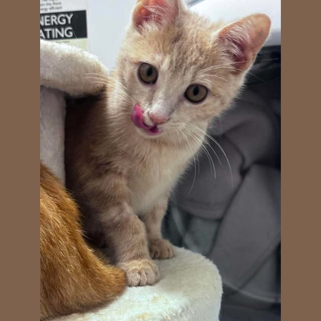 Photo of Buttercup