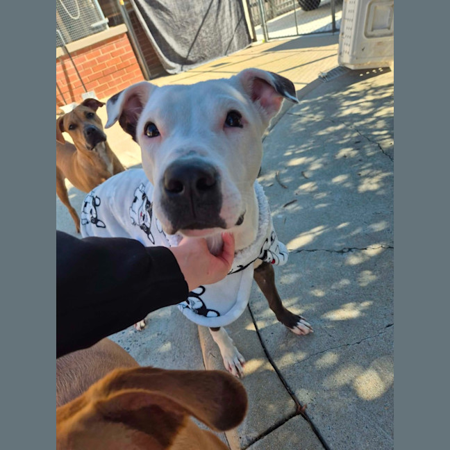 Photo of Patch! 🧩