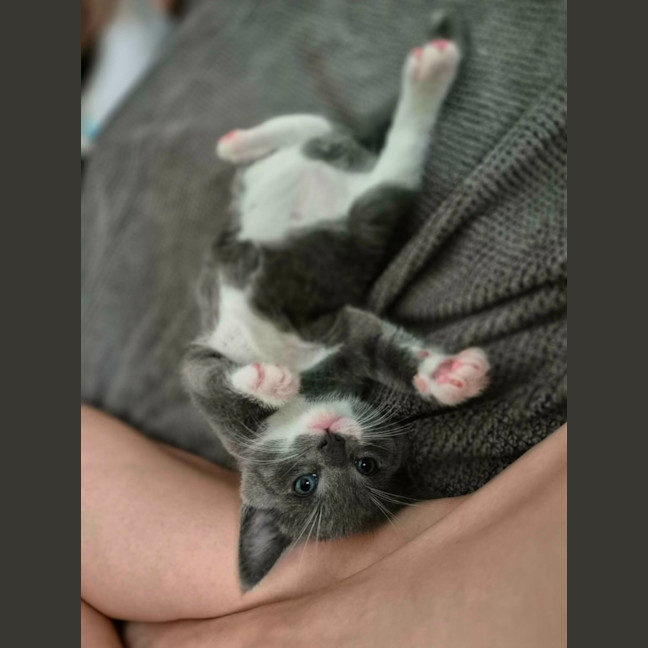 Photo of 🩵 Blue Jay 🩵