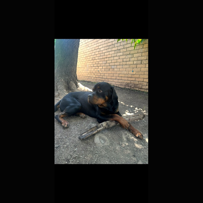 Photo of Bear