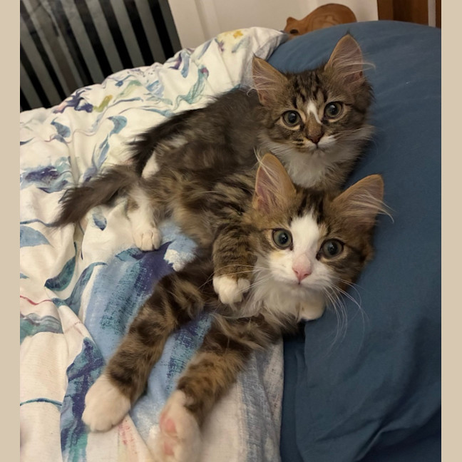 Photo of Sherlock & Sassy Pants   6 Month Old Dmh