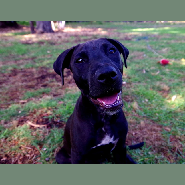 Photo of Wicked Chocolate