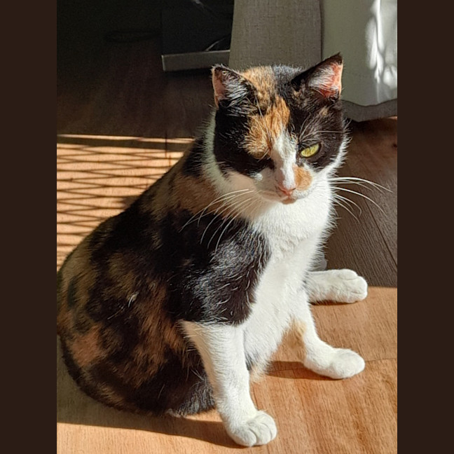 Photo of Apricot