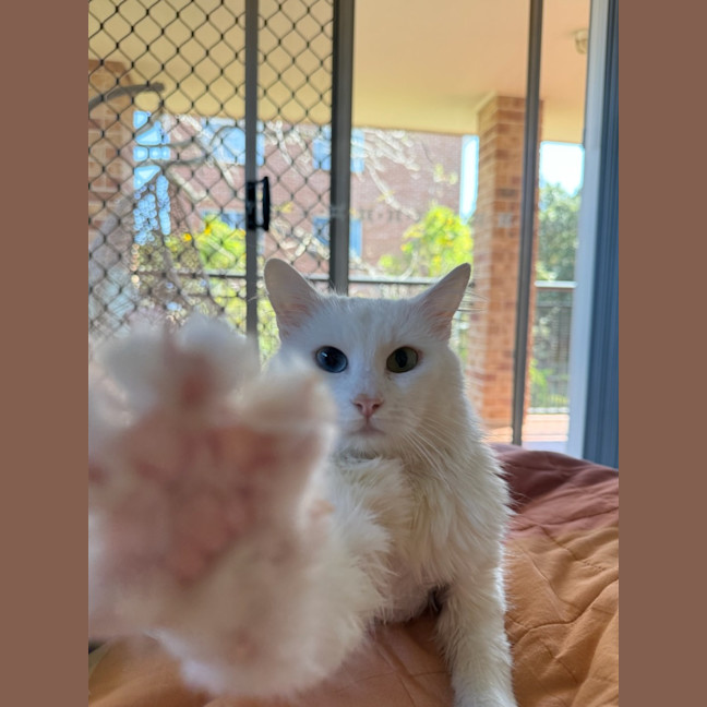 Photo of Huckleberry