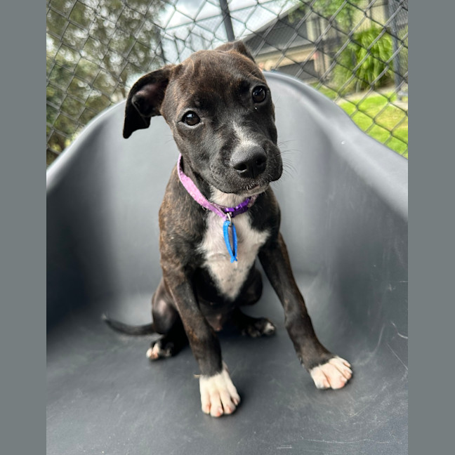 Photo of Violet