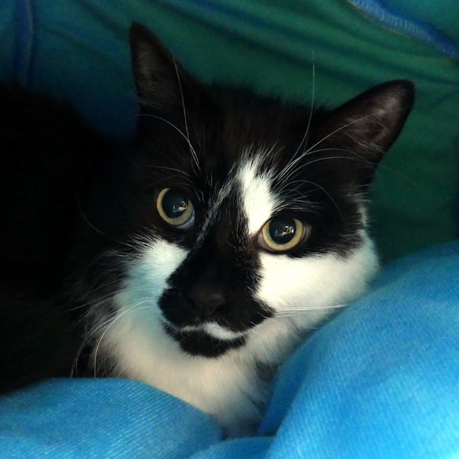 Photo of Charlie Sta013211